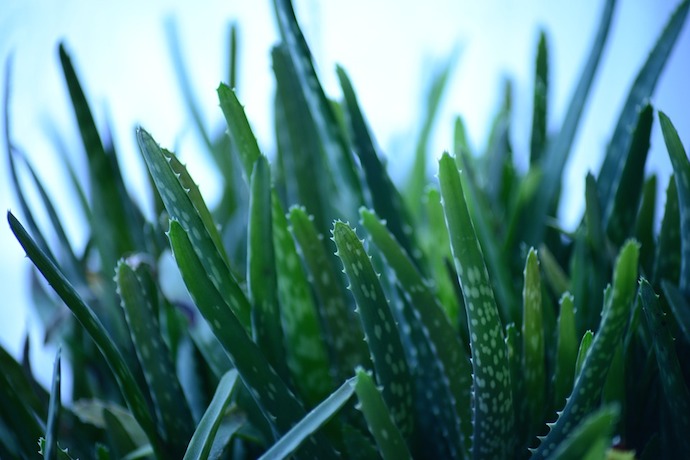 aloe vera